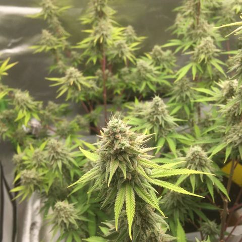Purple Cookie Kush #1 growlog timeline photo