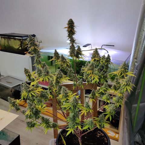 Purple Cookie Kush #2 growlog photo: Ernte