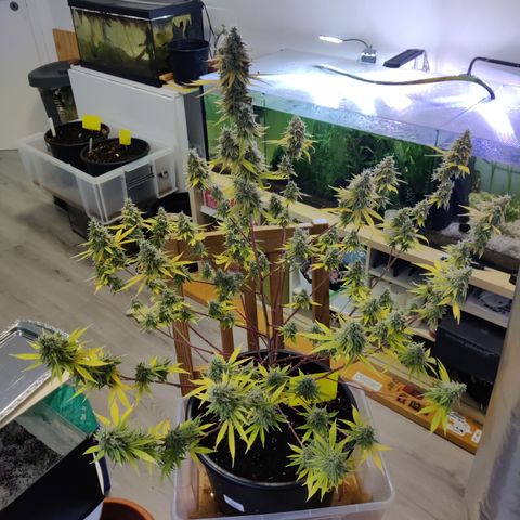 Purple Cookie Kush #1 growlog timeline photo