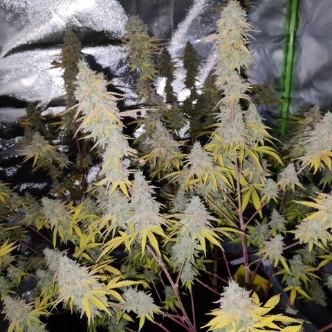 Purple Cookie Kush #1 growlog timeline photo