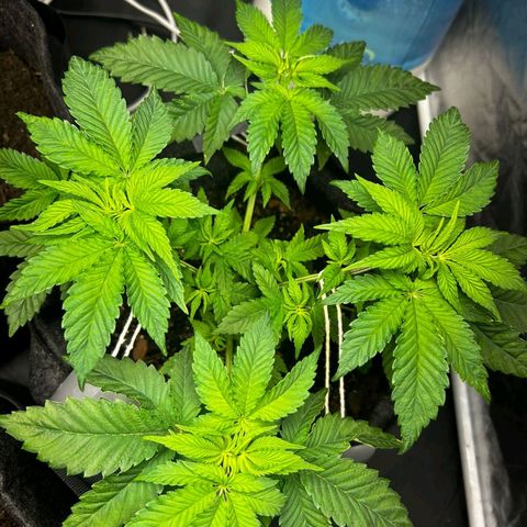 Tropic1 growlog timeline photo