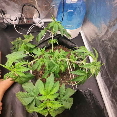Tropic1 growlog timeline photo