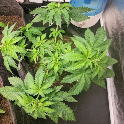 Tropic1 growlog timeline photo