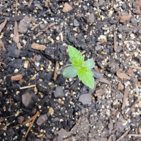Tropic1 growlog timeline photo