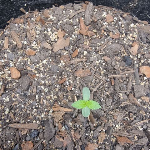 Tropic1 growlog timeline photo