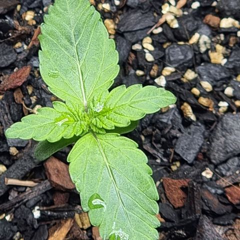 Tropic1 growlog timeline photo