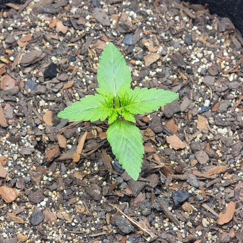 Tropic1 growlog timeline photo