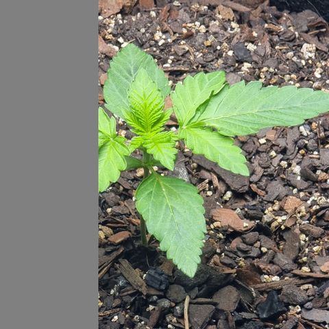 Tropic1 growlog timeline photo