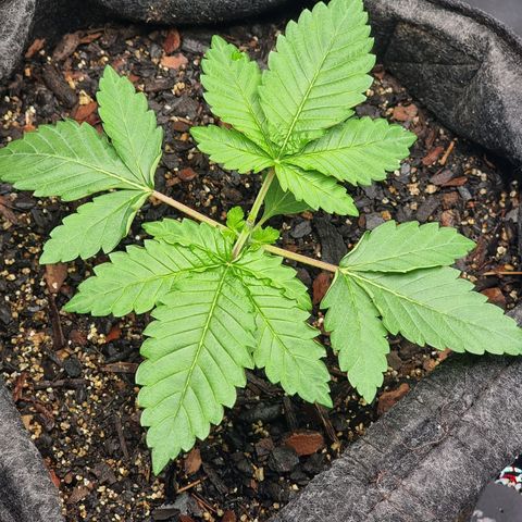 Tropic1 growlog photo: Primeira poda top