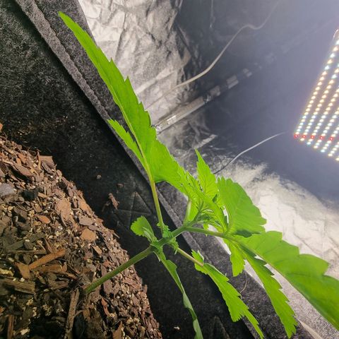 Tropic1 growlog photo: Primeira poda top