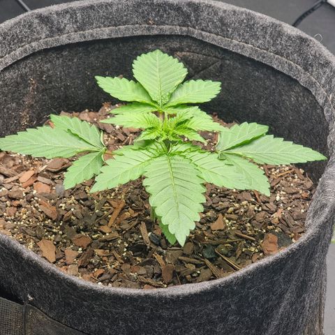 Tropic1 growlog photo: Primeira poda top