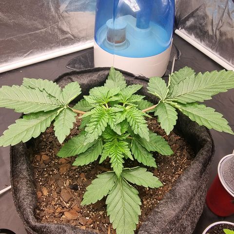 Tropic1 growlog timeline photo