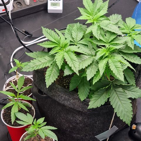 Tropic1 growlog timeline photo