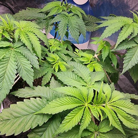 Tropic1 growlog timeline photo