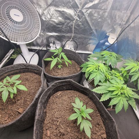 Tropic1 growlog timeline photo