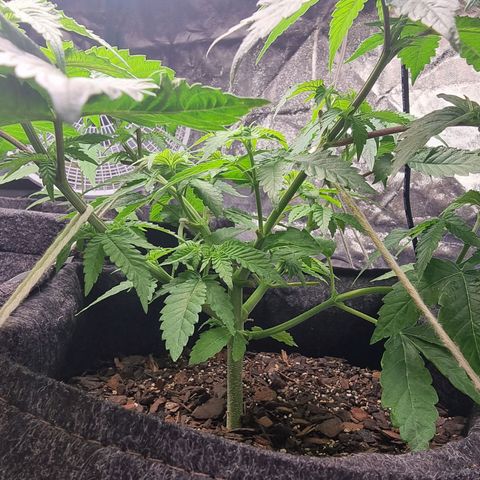 Tropic1 growlog timeline photo