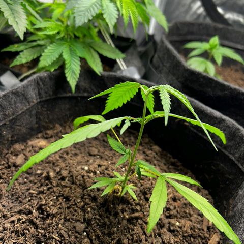 Prenseed growlog photo: Poda top realizada.