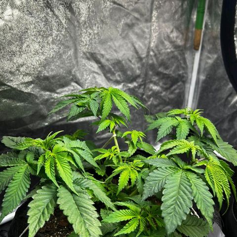 Tropic1 growlog photo: Poda top nos 2 galhos mais altos