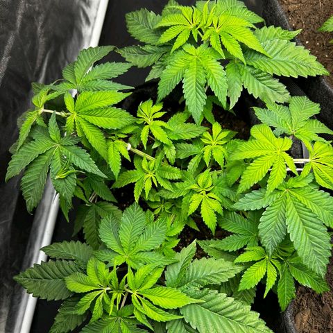 Tropic1 growlog photo: Poda top nos 2 galhos mais altos