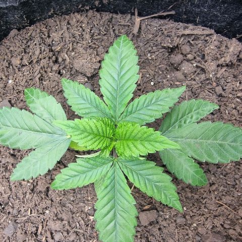 Tropic2 growlog timeline photo