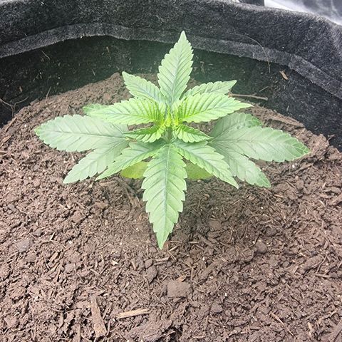 Tropic2 growlog timeline photo