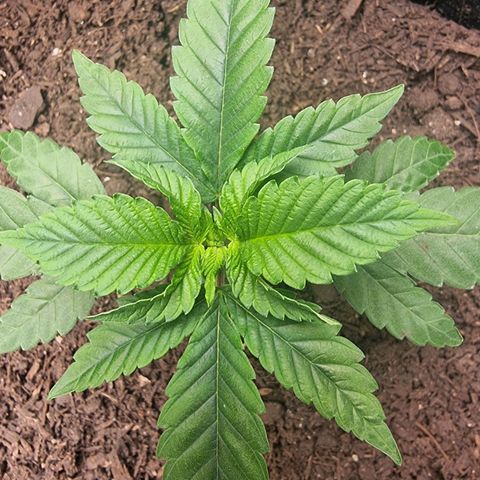 Tropic2 growlog timeline photo