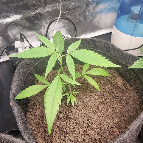 Prenseed growlog timeline photo