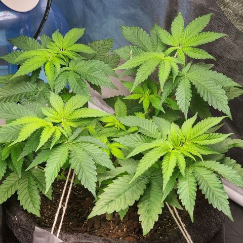 Tropic1 growlog timeline photo