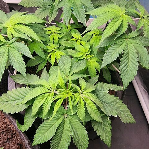 Tropic1 growlog timeline photo
