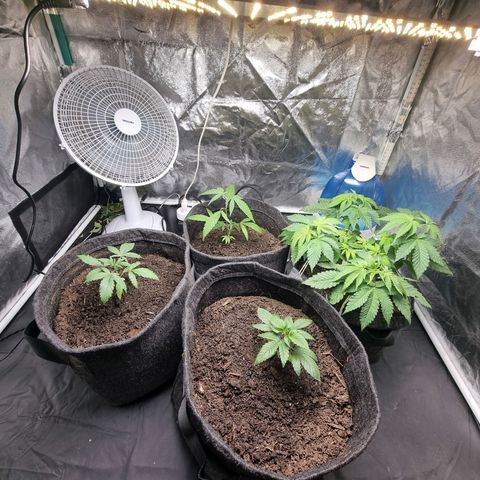 Tropic1 growlog timeline photo