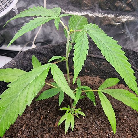 Prenseed growlog timeline photo