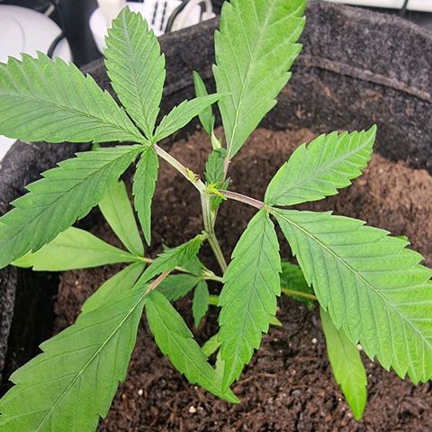 Prenseed growlog timeline photo