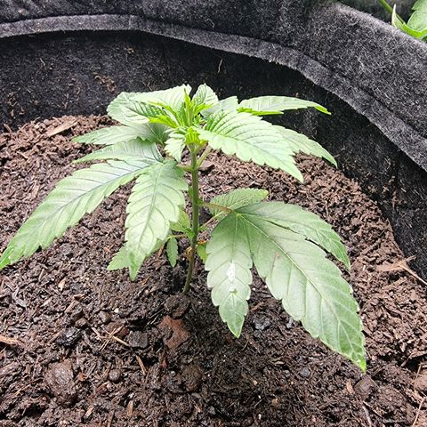 Tropic2 growlog timeline photo
