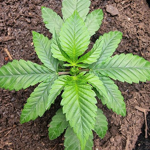 Tropic2 growlog timeline photo