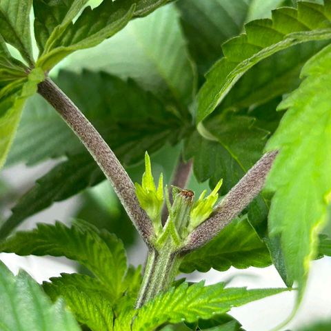 Tropic1 growlog photo: A segunda poda top começou a fazer efeito