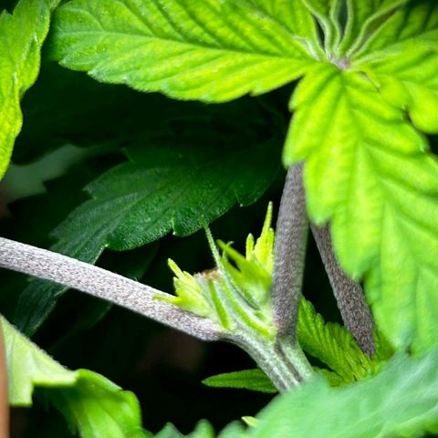 Tropic1 growlog photo: A segunda poda top começou a fazer efeito