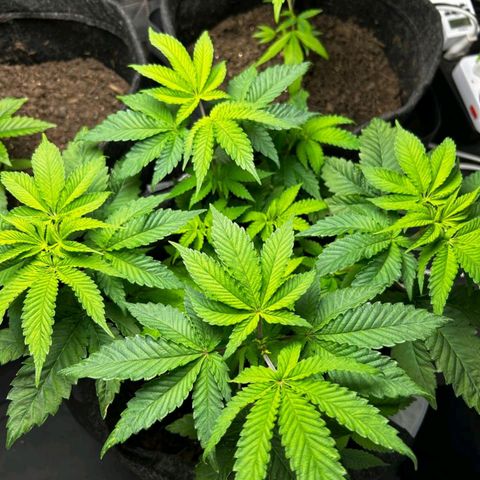 Tropic1 growlog photo: A segunda poda top começou a fazer efeito