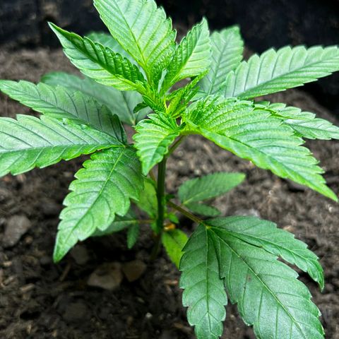 Tropic2 growlog timeline photo