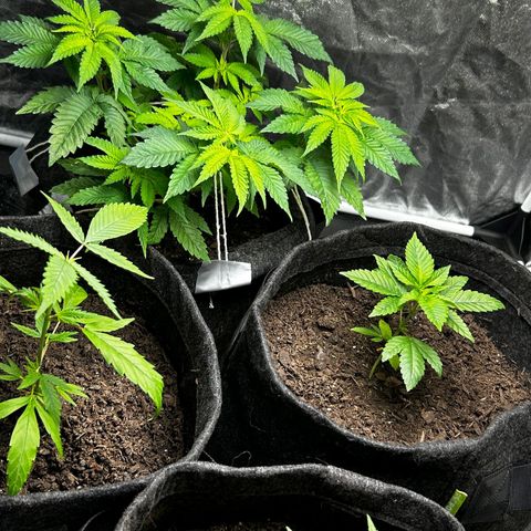 Tropic2 growlog timeline photo