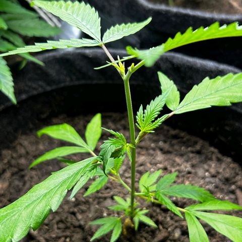 Prenseed growlog timeline photo
