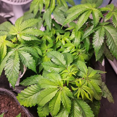 Tropic1 growlog photo: Após a mudança da luz do grow, ela decaiu, parece fraca. Diminuí a potência para ver se ela se adapta.