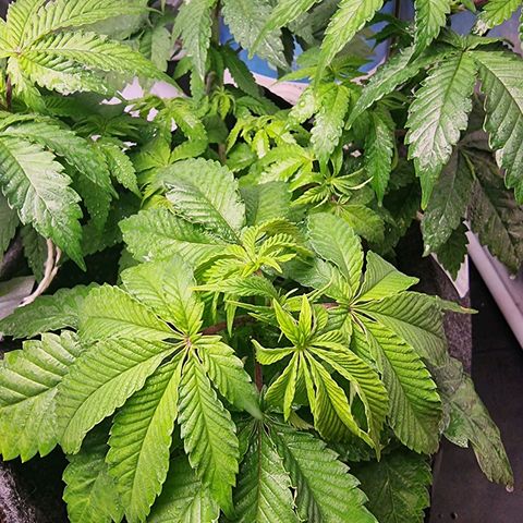 Tropic1 growlog photo: Após a mudança da luz do grow, ela decaiu, parece fraca. Diminuí a potência para ver se ela se adapta.
