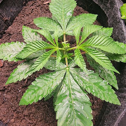Tropic2 growlog photo: Teste de poda FIM