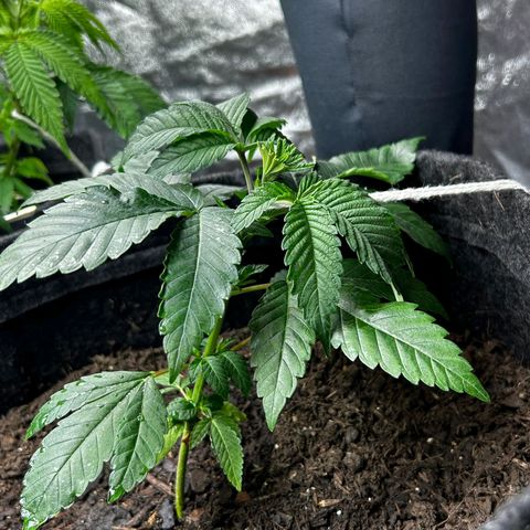 Tropic2 growlog timeline photo