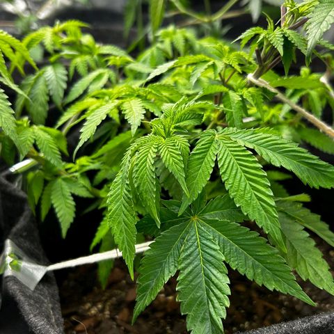 Tropic1 growlog timeline photo