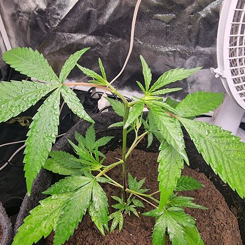 Prenseed growlog timeline photo