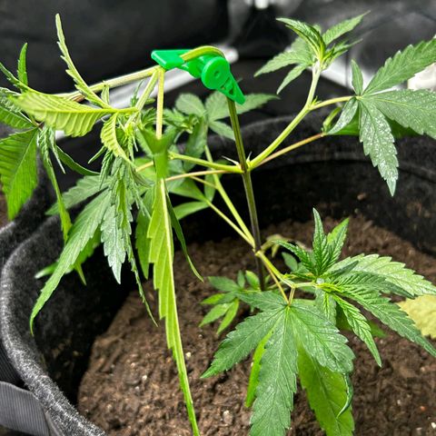 Prenseed growlog timeline photo