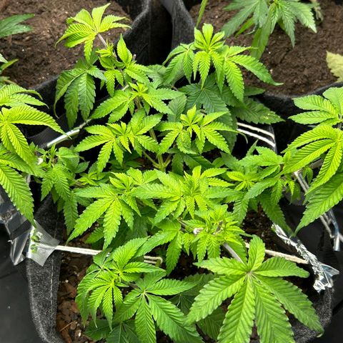 Tropic1 growlog timeline photo