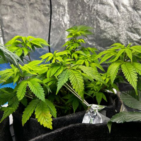 Tropic1 growlog timeline photo