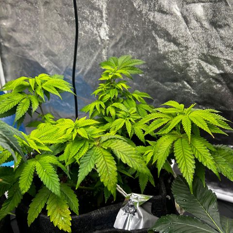 Tropic1 growlog timeline photo